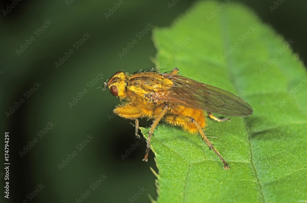 Fototapeta premium Common yellow dung fly (Scatophaga stercoraria)