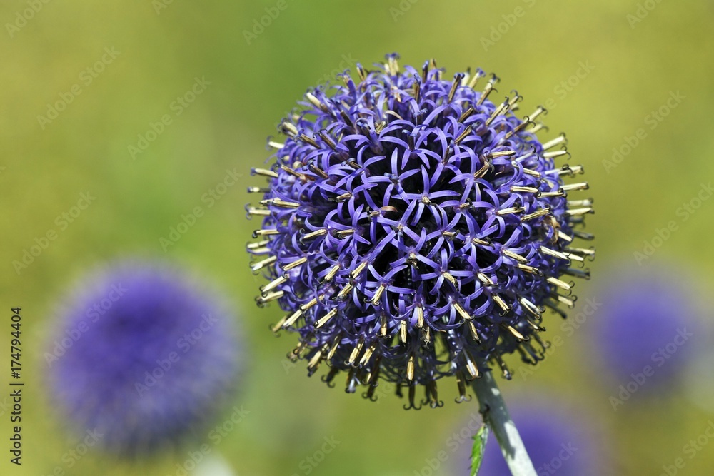 Flowering Blue Globe Thistle (Echinops bannaticus cultivar) Flowering Blue Globe Thistle (Echinops bannaticus cultivar)