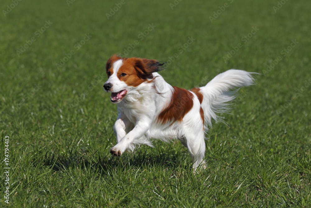 Kooikerhondje or Kooiker Hound (Canis lupus familiaris), young male dog running across a meadow