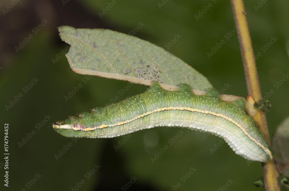Pale Prominent (Pterostoma palpina), caterpillar in shock position on a willow leaf, Untergroeningen, Baden-Wuerttemberg, Germany, Europe Pale Prominent (Pterostoma palpina), caterpillar in shock position on a willow leaf, Untergroeningen, Baden-Wuerttemberg, Germany, Europe