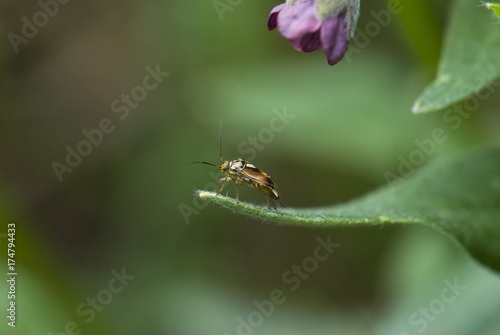 Plant bug (Lygus pratensis) sitting under flower, Moenchbruch nature reserve near Frankfurt, Hesse, Germany, Europe