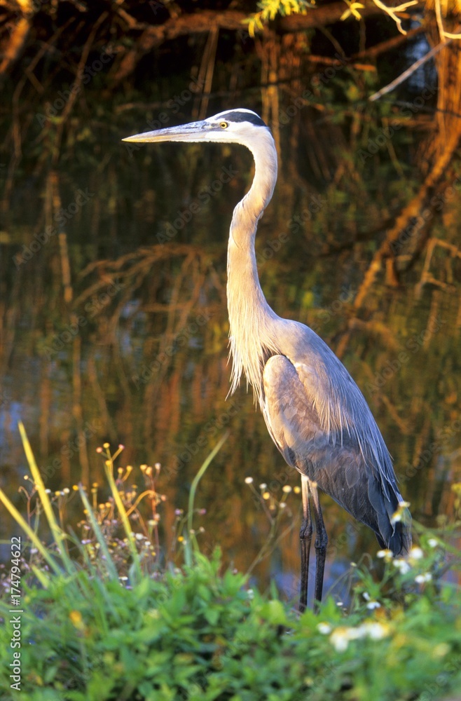Fototapeta premium Great Blue Heron (Ardea herodias)