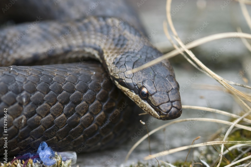 Obraz premium Smooth snake (Coronella austriaca)