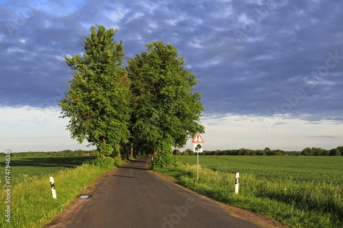 Lime Tree or Linden (Tilia) tree-lined avenue in the evening light, Mecklenburg-Western Pomerania, Germany, Europe