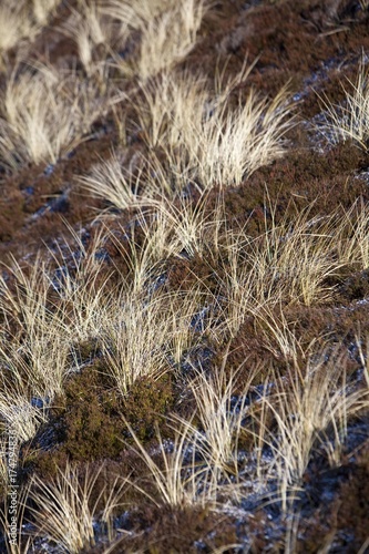 Marram grass between heather in winter  Sylt  North Frisian Islands  Schleswig-Holstein  Germany  Europe