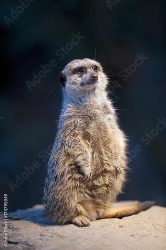 Meerkat (Suricata suricatta), captive