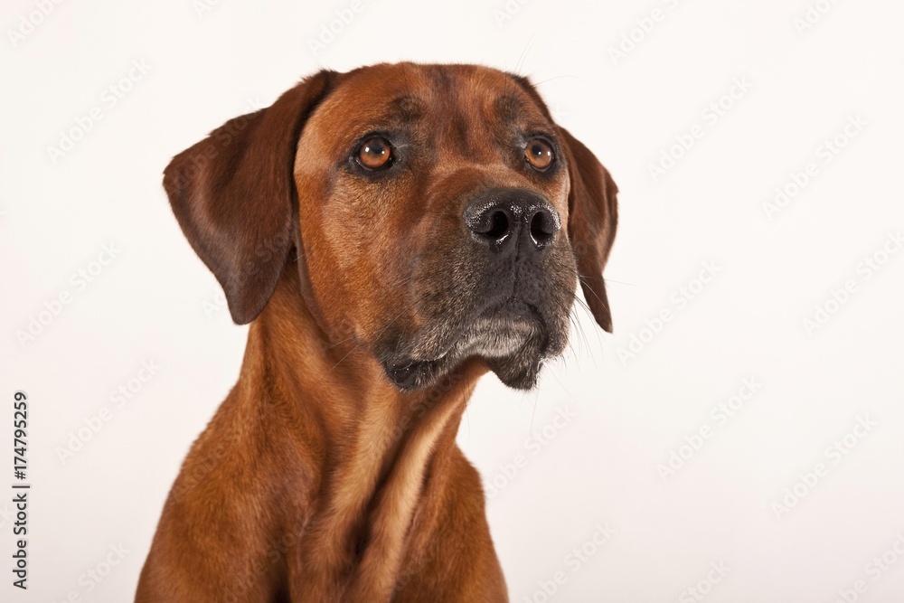 Rhodesian Ridgeback, male dog, portrait