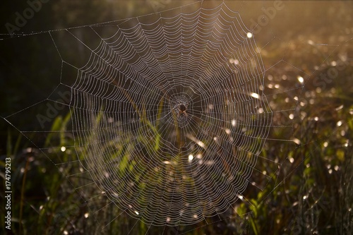 Spider in a spider web at dawn