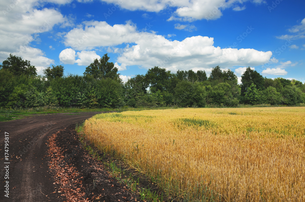 Sunny summer landscape with dirt rural road.Wheat field.Countryside.Harvest. 