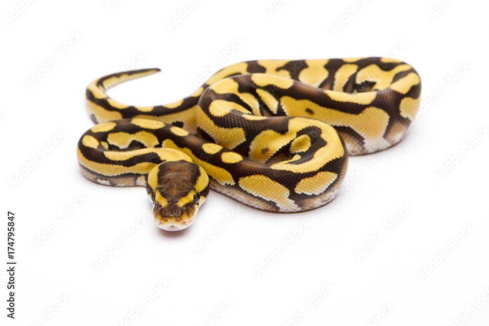 Royal Python (Python regius), Tiger Phantom, female, Willi Obermayer reptile breeding, Austria, Europe Royal Python (Python regius), Tiger Phantom, female, Willi Obermayer reptile breeding, Austria, Europe