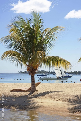 Coconut palm tree growing on the beach of Albion, Mauritius, Africa