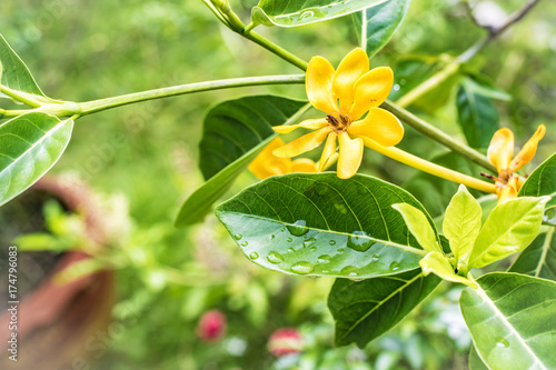 flower with green leaf on tree blurry bokeh foreground and background in garden.Using wallpaper or background for nature, natural and refreshin photo