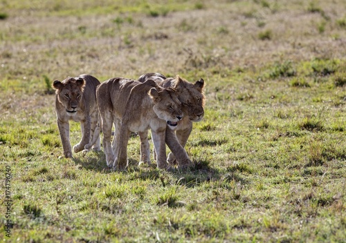 Group of young Lions (Panthera leo), Masai Mara National Reserve, Kenya, East Africa, Africa, PublicGround, Africa photo