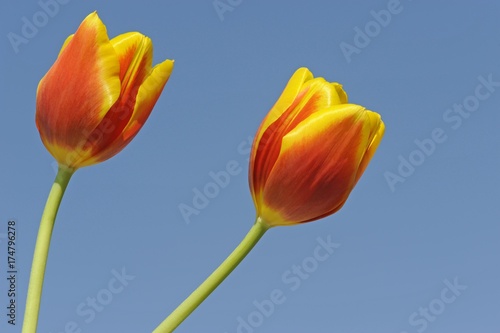 Tulips  Tulipa 