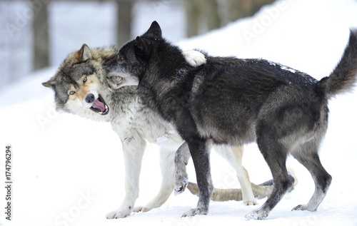 Mackenzie Valley Wolf  Alaskan Tundra Wolf or Canadian Timber Wolf  Canis lupus lycaon   two young wolves playing in the snow