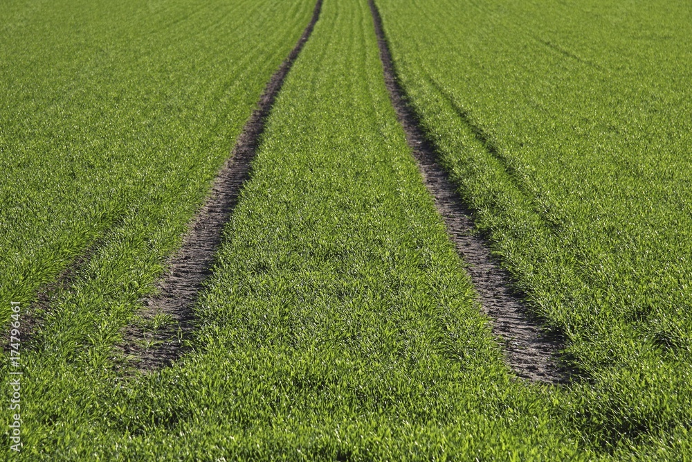 Tractor tracks, green seeded field near Biberach, Baden-Wuerttemberg, Germany, Europe Tractor tracks, green seeded field near Biberach, Baden-Wuerttemberg, Germany, Europe
