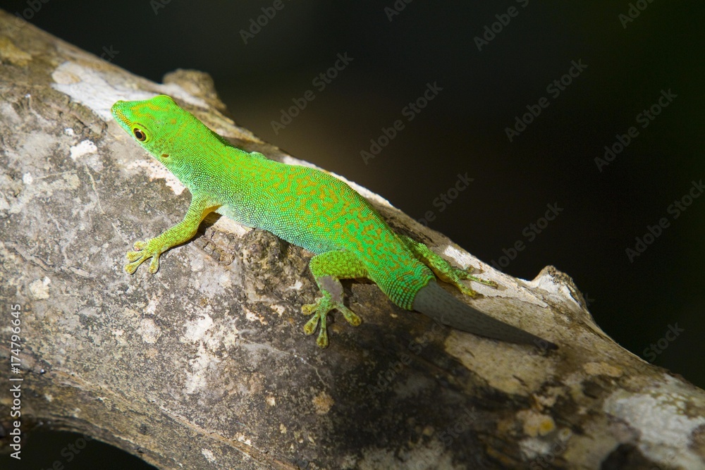 Green gecko (Phelsuma), tail grown again, on branch, island of La Digue, Seychelles, Africa, Indian Ocean, Africa Green gecko (Phelsuma), tail grown again, on branch, island of La Digue, Seychelles, Africa, Indian Ocean, Africa