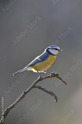 Blue Tit (Parus caeruleus) © imageBROKER