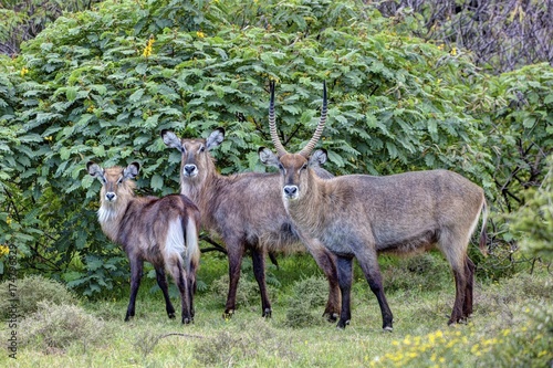 Waterbucks  Kobus ellipsiprymnus   Lake Naivasha  Kenya  East Africa  Africa  PublicGround  Africa