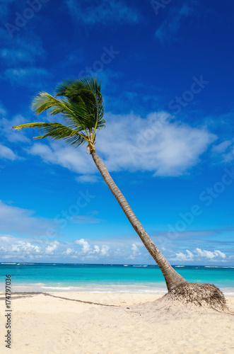 Amazing exotic beach with palm tree, Dominican Republic, Caribbean Islands