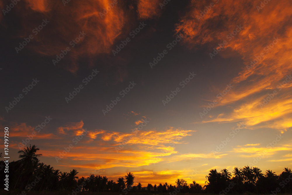 Silhouette coconut tree of sky sunset background