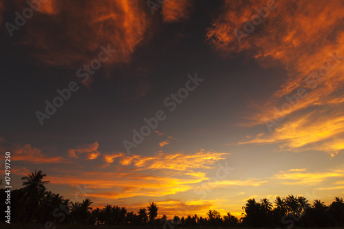 Silhouette coconut tree of sky sunset background