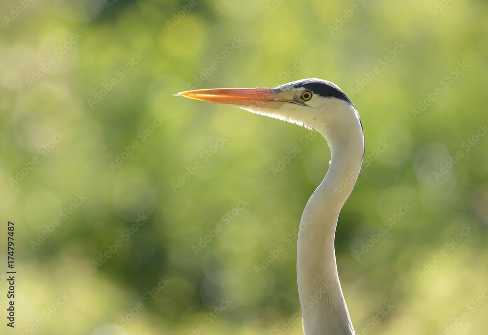 Grey Heron (Ardea cinerea), Stuttgart, Baden-Wuerttemberg, Germany, Europe Grey Heron (Ardea cinerea), Stuttgart, Baden-Wuerttemberg, Germany, Europe