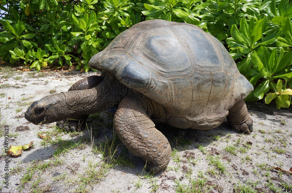 Giant tortoise close to the beach Giant tortoise close to the beach