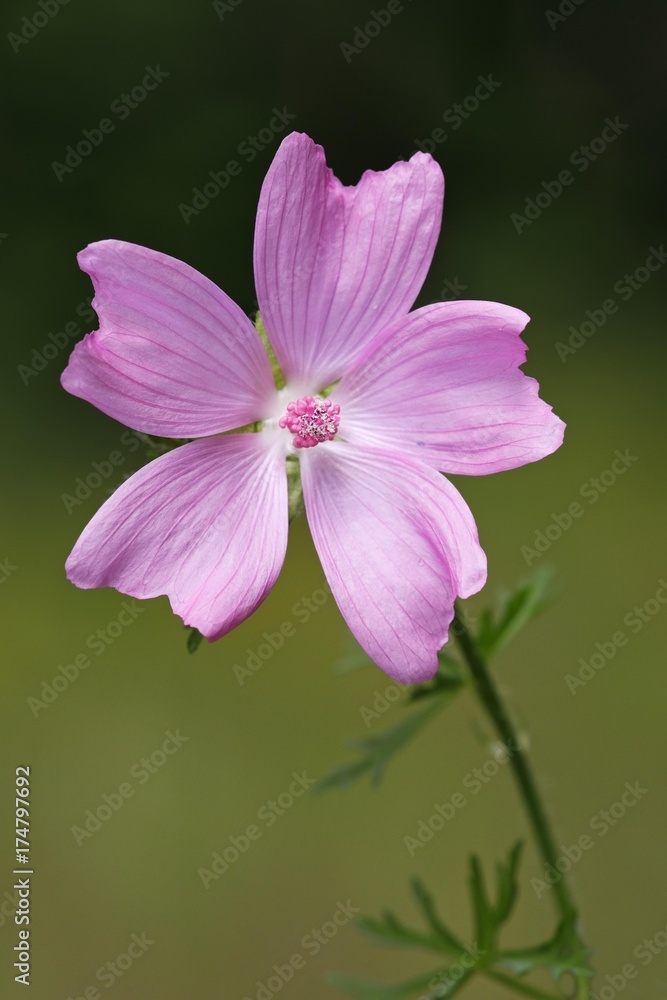 Flowering Musk-Mallow (Malva moschata), medicinal plant Flowering Musk-Mallow (Malva moschata), medicinal plant