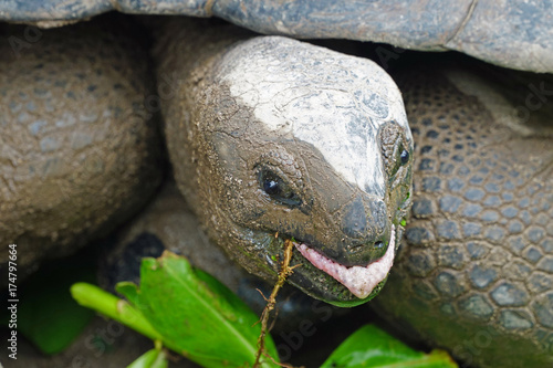 Cheeky giant tortoise sticking out its tongue while eating
