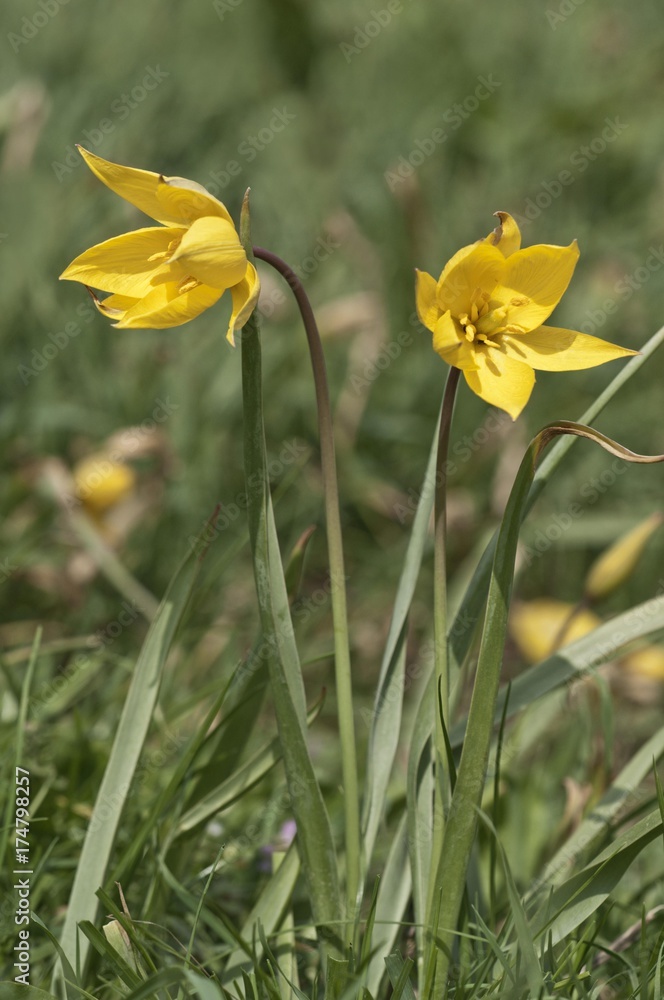 Fototapeta premium Wild tulip (Tulipa silvestris), Braunsbach, Baden-Wuerttemberg, Germany, Europe