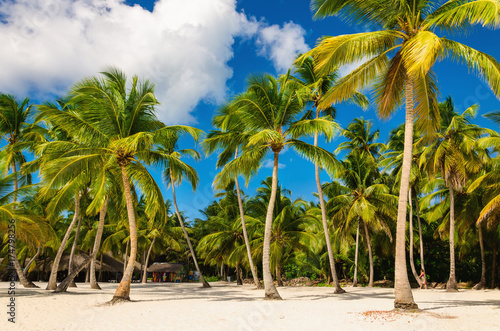 Exotic Caribbean beach full of beautiful palm trees, Dominican Republic © A.Jedynak
