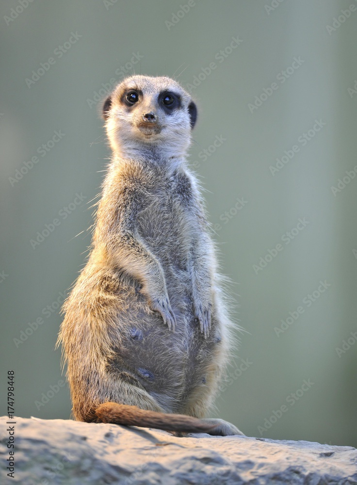 Fototapeta premium Meerkat or suricate (Suricata suricatta)