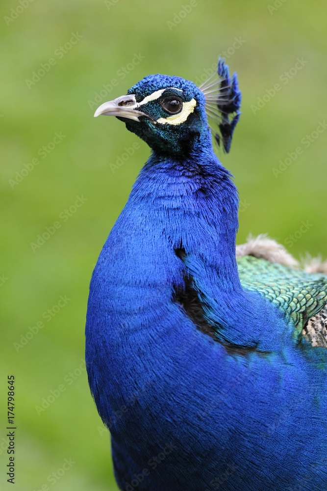 Obraz premium Peacock (Pavo cristatus)