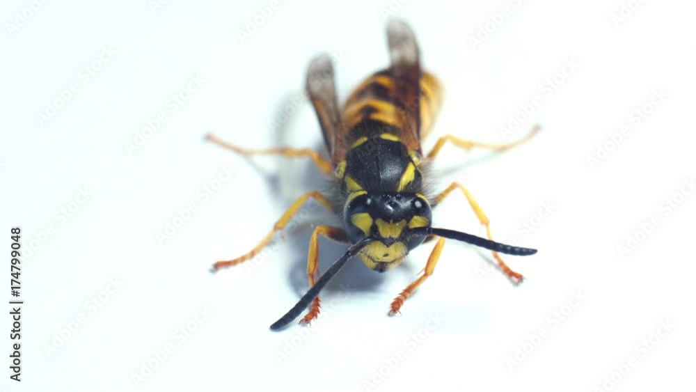 Wasp came to herself from the blow, macro Wasp came to herself from the blow, macro