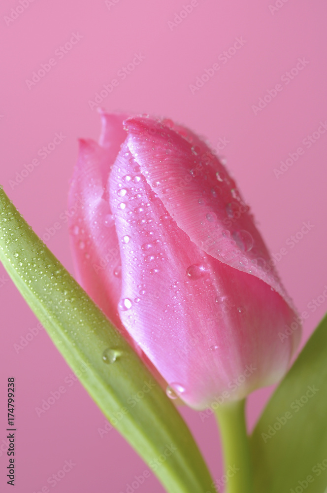 Pink Tulip (Tulipa)