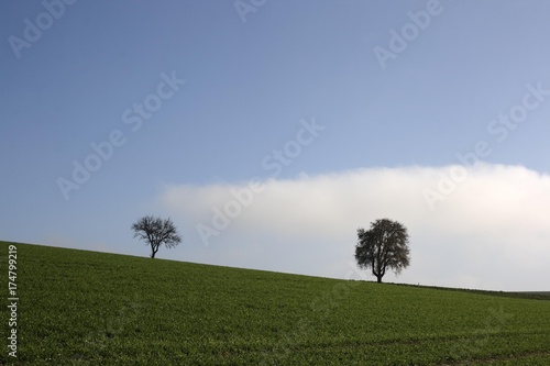 Upper Swabian countryside, two trees, grass and sky, between Biberach and Reute, Upper Swabia, Baden-Wuerttemberg, Germany, Europe © imageBROKER