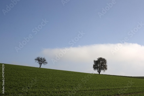 Upper Swabian countryside  two trees  grass and sky  between Biberach and Reute  Upper Swabia  Baden-Wuerttemberg  Germany  Europe