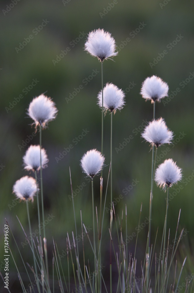 Hare's-tail Cottongrass, Tussock Cottongrass, Sheathed Cottonsedge (Eriophorum vaginatum), Emsland, Germany, Europe
