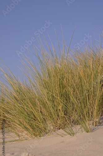 Marram grass in the dunes  Baltic Sea  Groemitz  Schleswig-Holstein  Germany  Europe