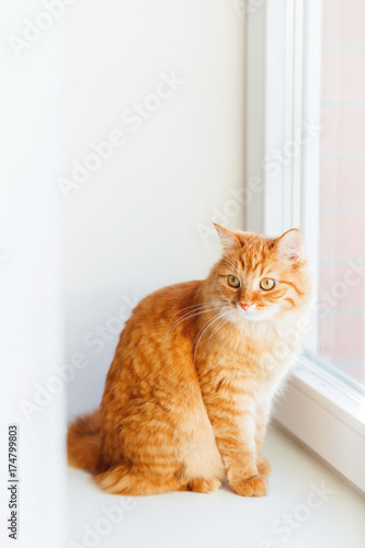 Cute ginger cat siting on window sill and waiting for something. Fluffy pet looks curious.