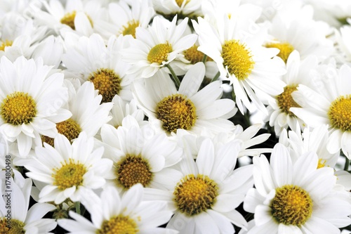 White chrysanthemum  Chrysanthemum 