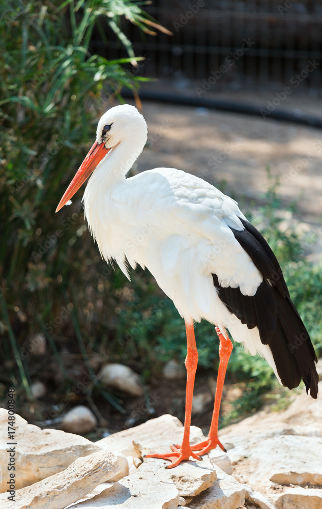 Fototapeta premium beautiful white Stork