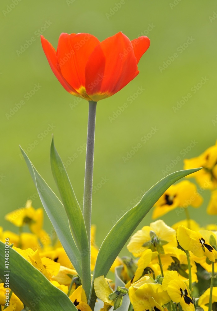 Tulip (Tulipa) and Pansies or Pansy Violets (Viola x wittrockiana) Tulip (Tulipa) and Pansies or Pansy Violets (Viola x wittrockiana)