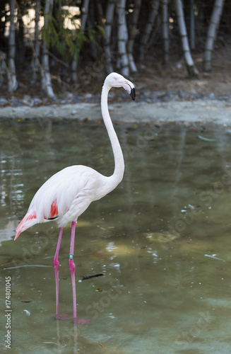 pink Flamingo