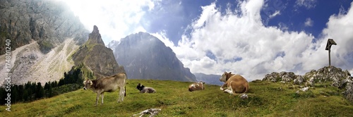 Panoramic view of happy cows at the Piz Ciaulong peak with summit cross on the Langkofel massif, Val Gardena, province of Bolzano-Bozen, Italy, Europe
