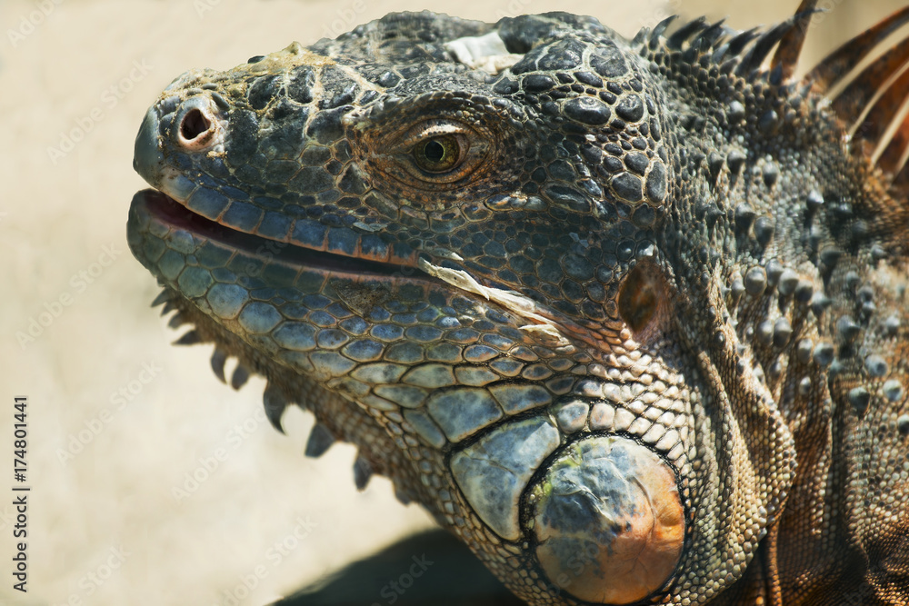 Fototapeta premium Portrait of a large orange iguana