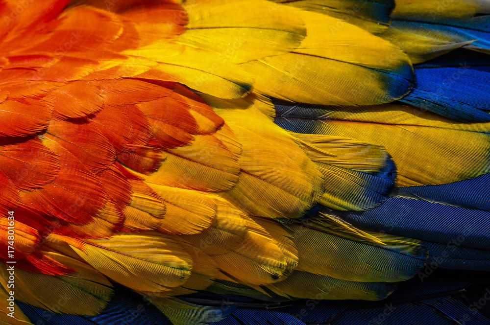 Plumas de color Plumas de color
