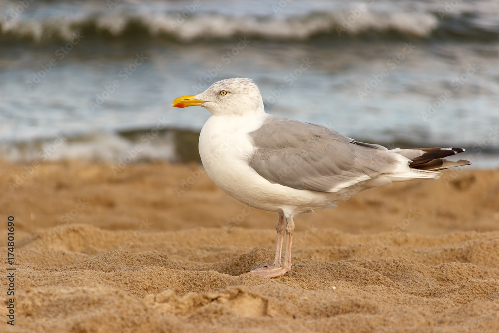 Möwe am Strand