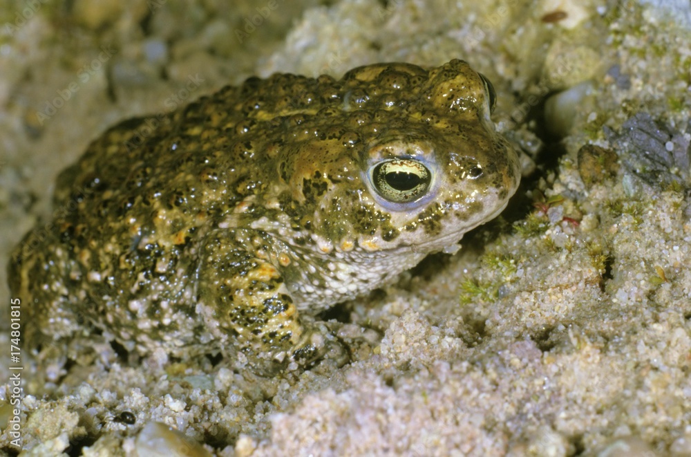 Natterjack toad (Bufo calamita) in a sand pit Natterjack toad (Bufo calamita) in a sand pit